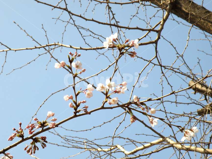 벚꽃,벗꽃,꽃,봄,벚나무,불광천,식물,자연,plants,nature,꽃,flower