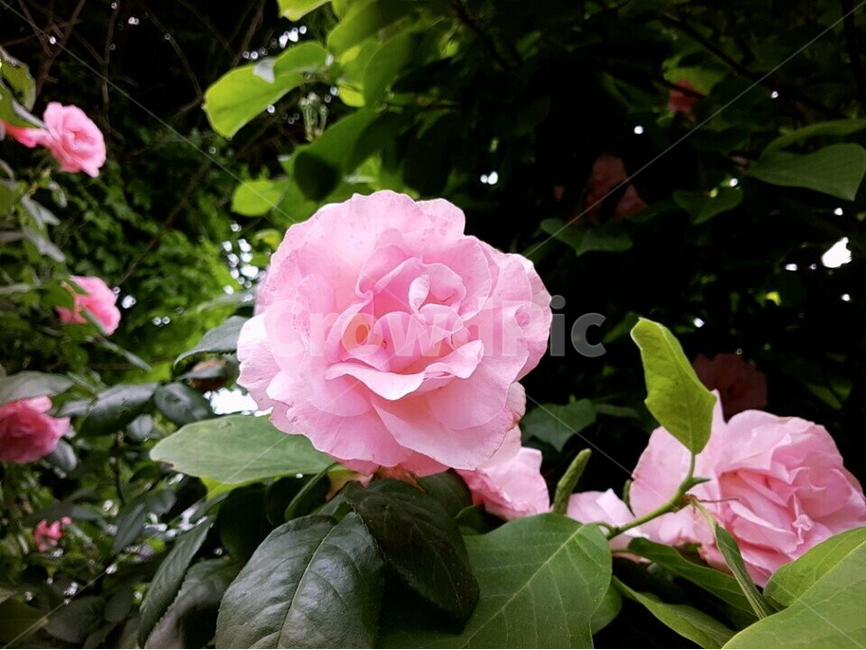 꽃,flower,nature,beautifulflowers,다년생,자연,핑크색,핑크장미꽃,pinkroses,roses,덩쿨,배경,배경이미지,배경화면,식물,자연,plants,nature,꽃,flower