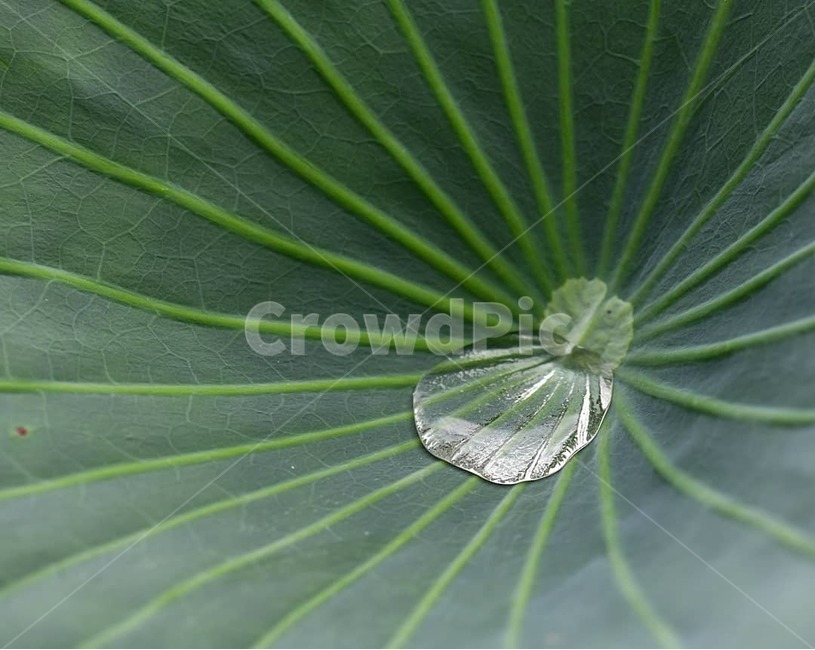 연꽃,예쁜연꽃,홍련백련,연꽃사랑,꽃,식물,자연,plants,nature