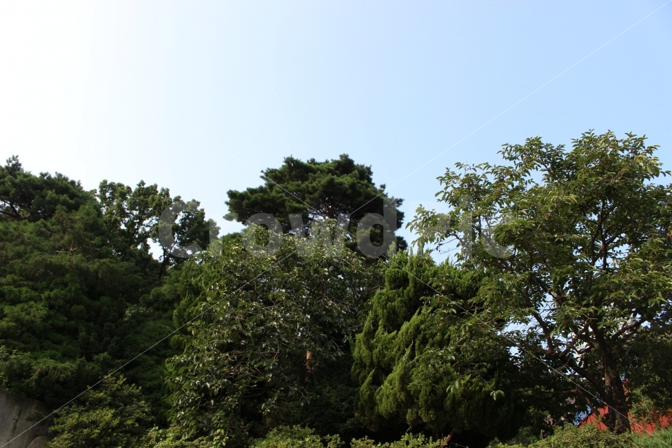 하늘,나무,숲,수풀,자연,식물,전경,풍경,야외,정원,공원,자연,풍경,nature,landscape,plant,tree,outdoors,옥외