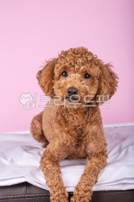 애완동물,푸들,반려동물,토이푸들,강아지,개,털,갈색,아기동물,어린동물,반려견,애완견,애견,멍멍이,댕댕이,dog,mammal,포유류,animal,pet,동물,동물,animal,개,강아지,dog,doggy