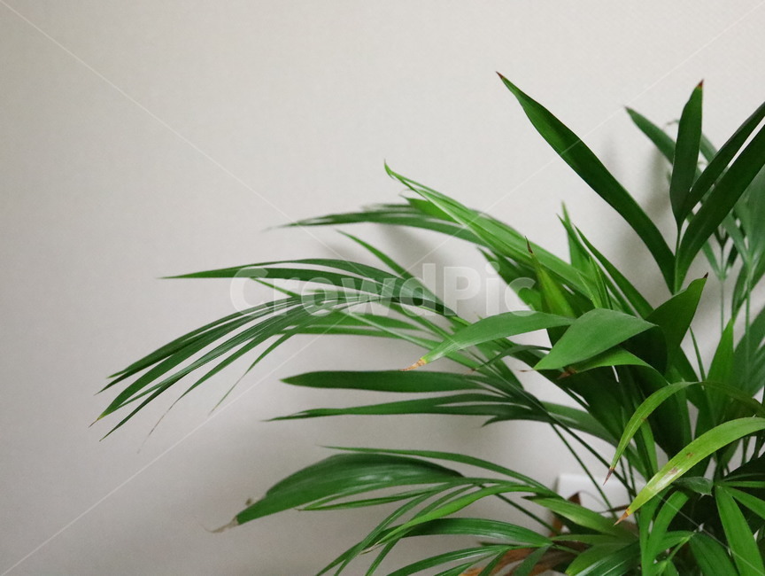 plant,식물,화초,초록,녹색,아레카아쟈,테이블야자,실내,자연,plants,nature,식물,자연,plants,nature