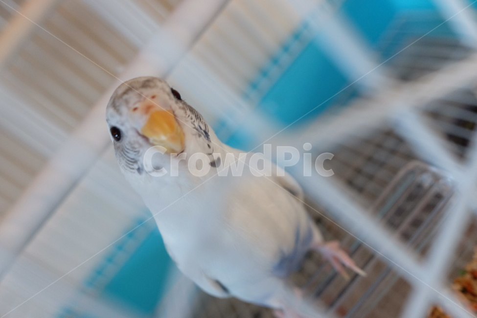 새,사랑앵무,잉꼬,bird,parakeet,동물,animal,조류,새,birds