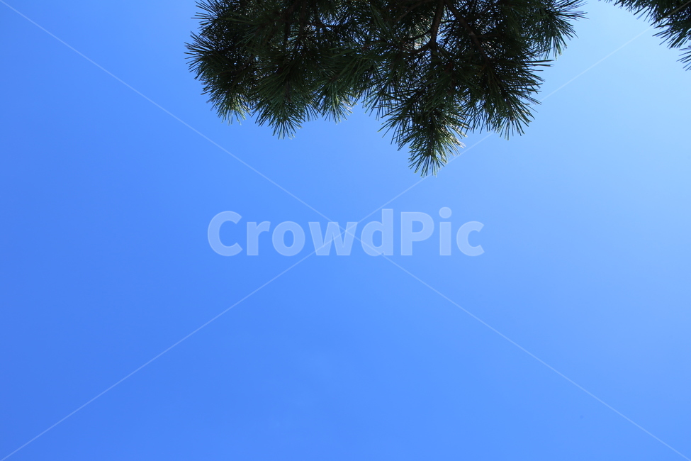 하늘,파란하늘,솔잎,자연,배경,자연,풍경,nature,landscape,tree,나무,plant,식물,vegetation,초목
