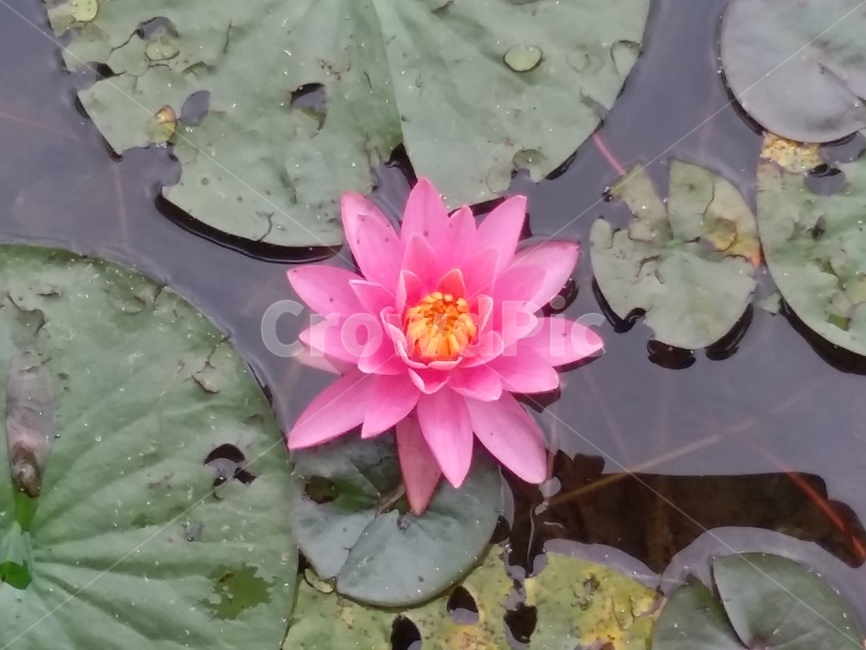 Waterside Park,pond,lotus leaf,pink lotus flower,Lotus
