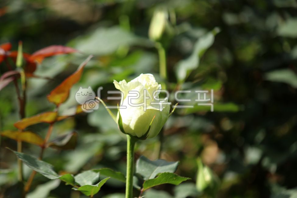 Tineke,plant,rose,flower