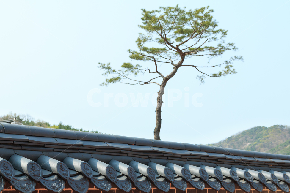 소나무,기와지붕,기와,나무,담,담장,경관,풍경,경치,정원,뜰,식물,지붕,고고한,절개,높은,기상,자연,파란하늘,하늘,한그루,야외,외로운,맑은하늘
