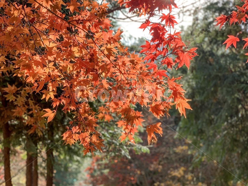 단풍,가을,레드,빨강,산,등산,단풍나무,fall,가을단풍,가을,계절,fall,autumn,season,leaf,잎,plant,식물,tree,나무,maple
