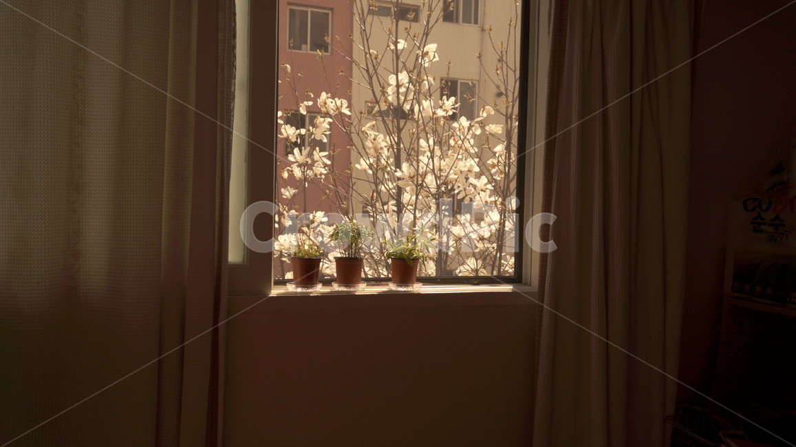 다육이,햇빛,목련,식물,창문,집,커튼,분위기,식물,자연,plants,nature,꽃,flower,실내용화초,화분,화초,house plant