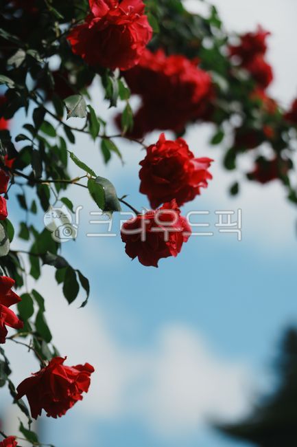 빨간장미,장미꽃,하늘배경,봄풍경,로맨틱분위기