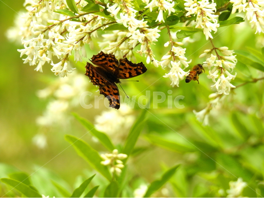 식물,꽃,동물,나비,곤충,벌,자연,식물,자연,plants,nature,꽃,flower,동물,animal,곤충,벌레,insect,bug