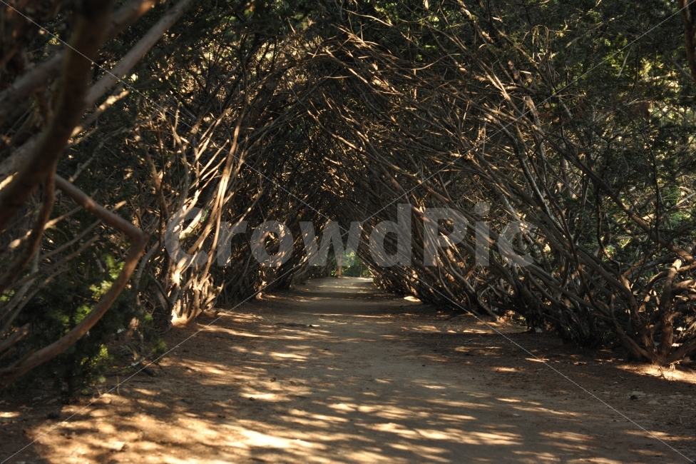 공원,여행,아름다운길,파주,가볼만한곳,자연,풍경,nature,landscape,한국자연풍경,한국자연경관,korea nature landscape,wood,나무