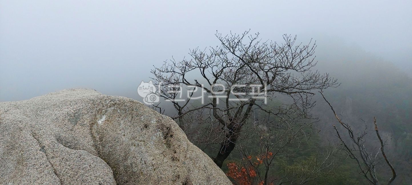 outdoor,cherry tree,tree,dreamy,View,Hyeongjebong Peak,Fog,mountain climbing