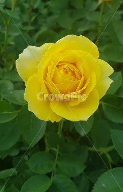 꽃,노랑,노란꽃,beauty,장미,노란장미꽃,자연,노란색,rose,yellowrose,꽃한송이