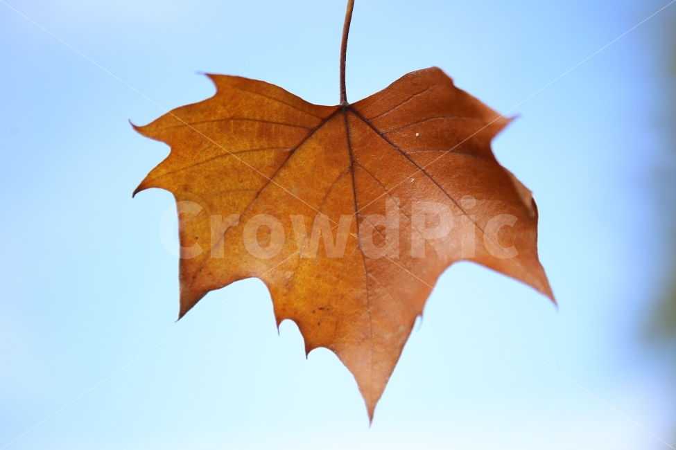 낙옆,가을,나뭇잎,하늘,배경,가을,계절,fall,autumn,season,식물,자연,plants,nature,감성,sensible,feeling,plant,leaf,잎,tree,나무
