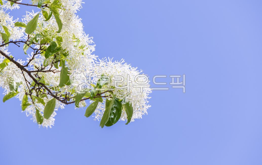 spring,poplar,poplar flower,white,blue,sky,flower,petal,green,leaf,poplar,oleaceae,broadleaf tree,plant,nature,outdoor,warm,sunlight