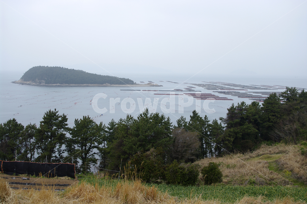 풍경,나무,소나무,식물,plant,자연,nature,섬,바다,자연,풍경,nature,landscape,outdoors,옥외,tree,fir,전나무