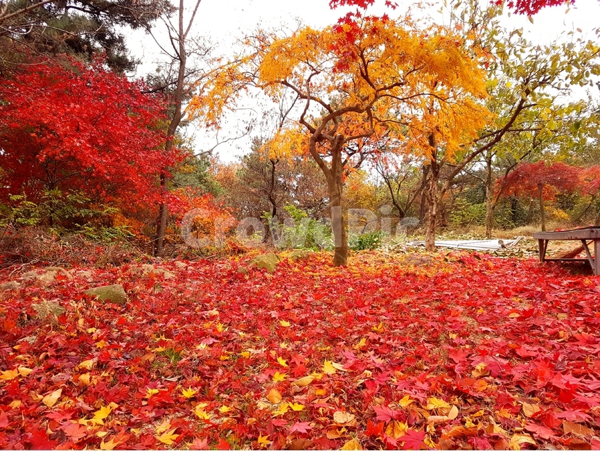 단풍,가을,풍경,빨강,맑음,자연,가을,계절,fall,autumn,season,식물,자연,plants,nature,나무,trees,wood,plant,leaf,잎,tree,maple