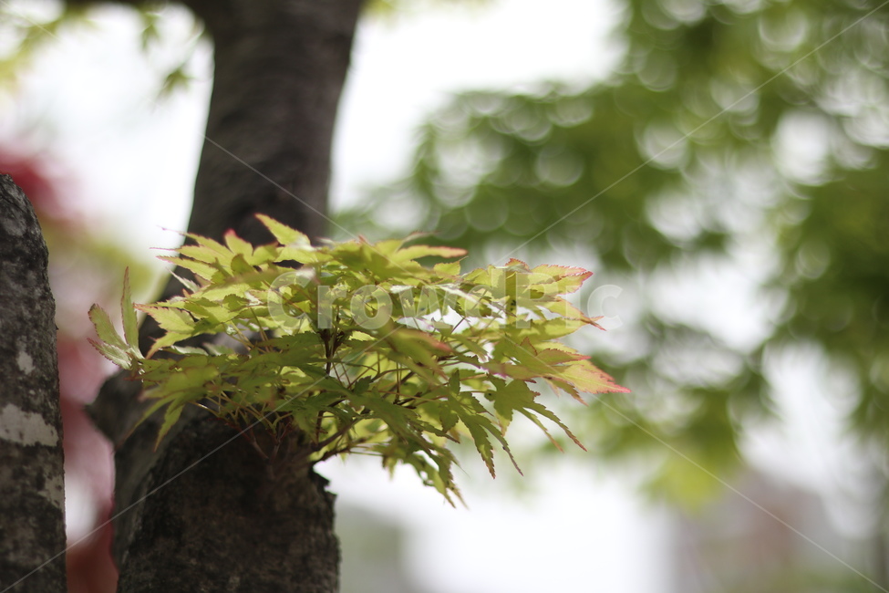 단풍,연두,봄,햇빛,새순,식물,자연,plants,nature,나무,trees,wood