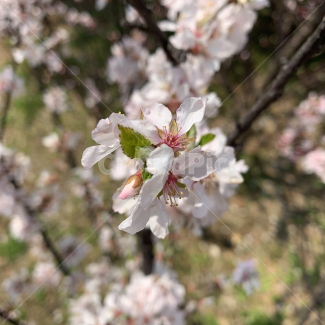 꽃,벚꽃,봄,근접샷,flower