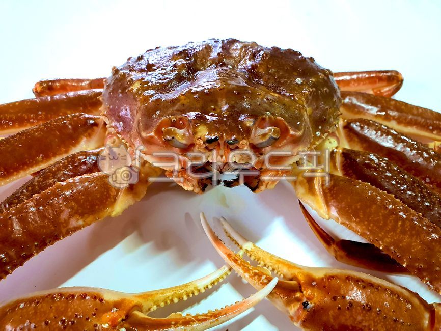 박달대게,스노우크랩,대게,seefood,crab