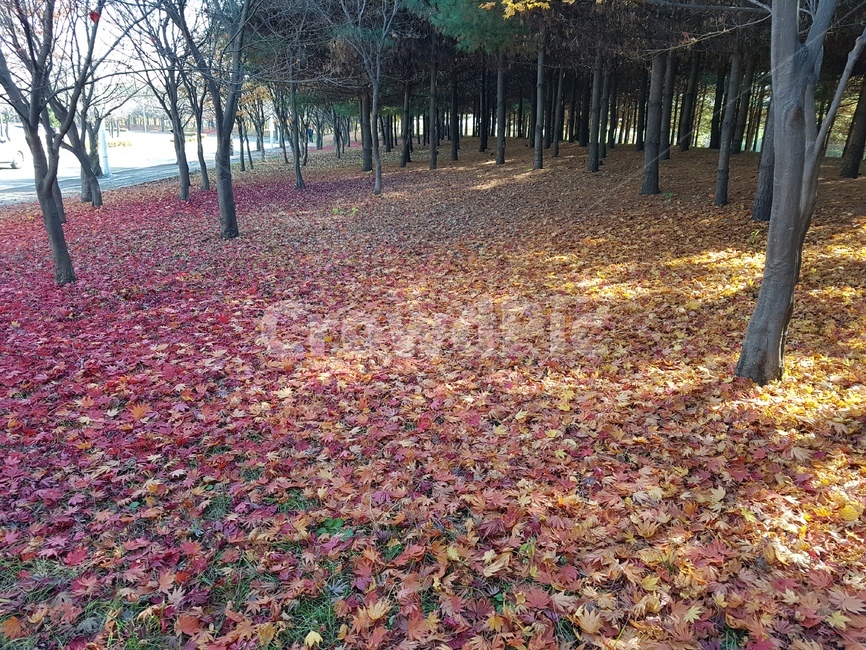 가을,낙옆,길,하늘,침묵,가을,계절,fall,autumn,season,자연,풍경,nature,landscape,plant,식물,leaf,잎,tree,나무,ground,바닥