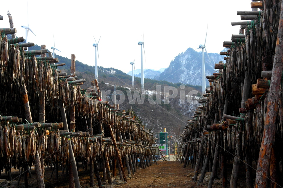 황태덕장,풍력발전,강원도,백두대간,winter,인제군,명태,생선건조,fish,dry,wind,food,어업,fishery,fishing industry