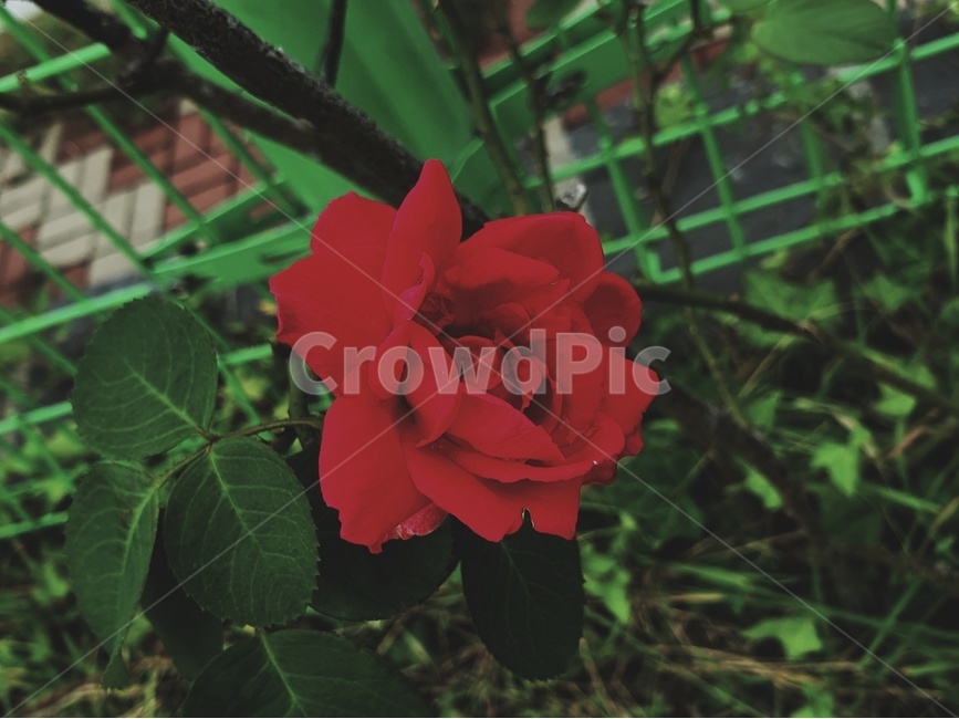 rose,장미,꽃,flower,식물,plant,분의기,감성,자연,식물,자연,plants,nature,꽃,flower