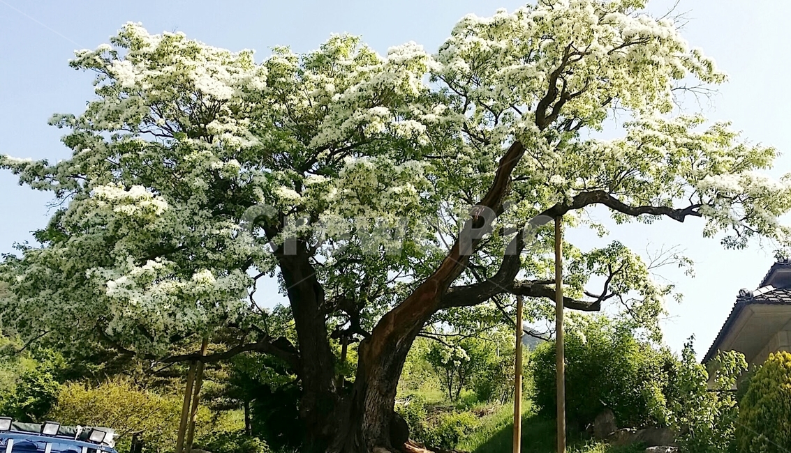 식물,나무,이팝,여름,흰색,식물,자연,plants,nature,나무,trees,wood
