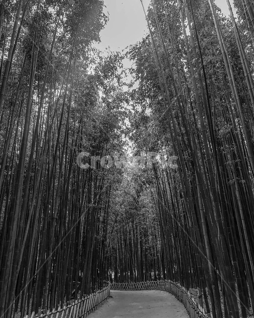 대나무밭,대나무,숲,나무,울산,태화강십리대밭,자연,풍경,nature,landscape,흑백,모노톤,monochrome,black and white,plant,식물