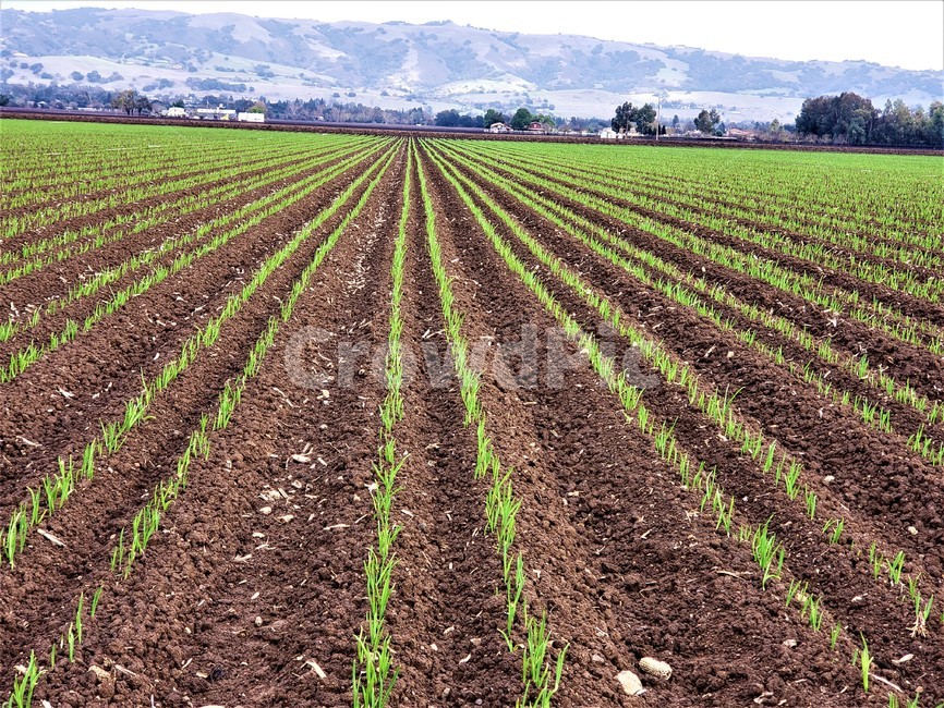 field,agriculture,농업,land,흙,마늘,밭,싹,대농장,농업,농사,agriculture,farming,farming industry