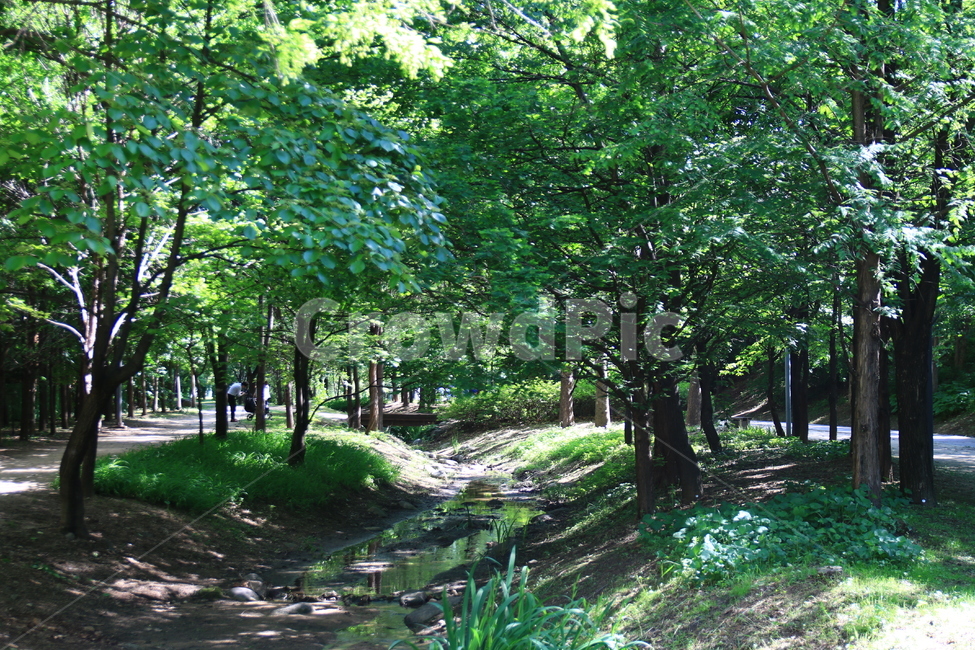 자연풍경,식물,가로수,숲,자연,가로수길,힐링,산책,나무,숲길,자연,풍경,nature,landscape,vegetation,초목,plant,tree,land,땅,outdoors,옥외,forest,woodland,삼림지