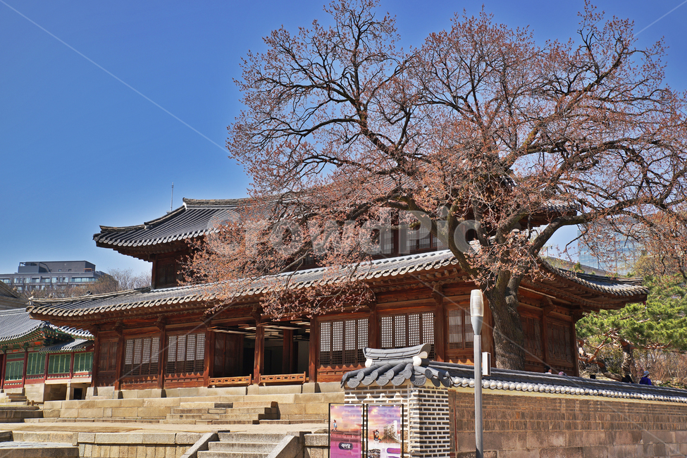 석어당,백골집,살구나무,고목,덕수궁,사적제124호,한국전통,한국문화,korean traditional,korean culture,건축물,건물외관,exterior,building,structure,architecture,construction