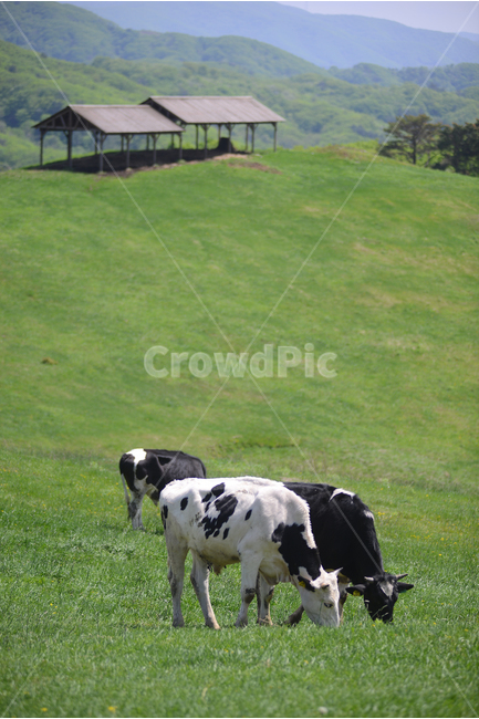 자연,풍경,하늘,구름,목장,초록,하양,nature,landscape,sky,green,korea,동물,소,cow,animal,동물,animal,포유류,mammal,산업,industry,industrial,목축업,목장,livestock farming,ranching,pasture