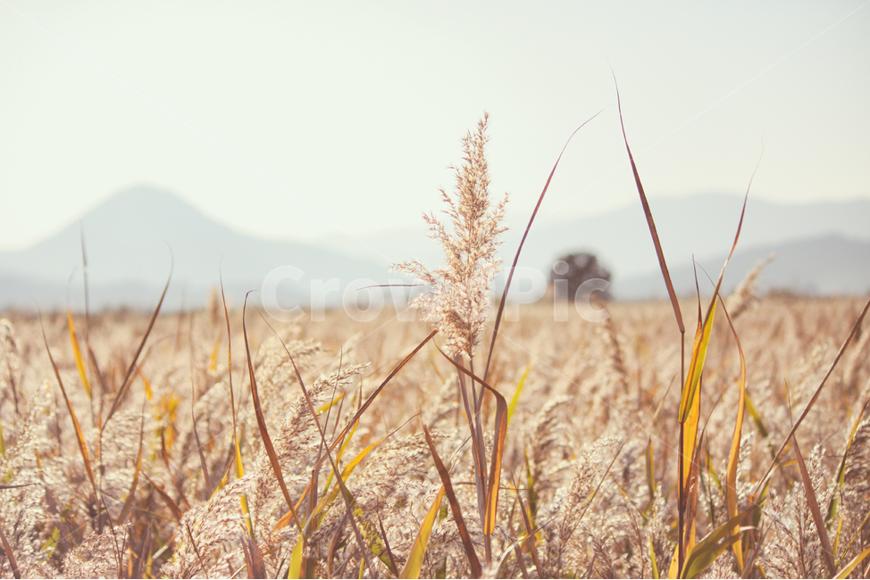 자연,풍경,갈대,갈대밭,식물,순천만,만,reed,plant,nature,landscape,가을,계절,fall,autumn,seasons,bay,suncheonbay,가을,계절,fall,autumn,season,식물,자연,plants,nature,감성,sensible,feeling,grass,잔디,food,음식,vegetable,야채,grain,곡물