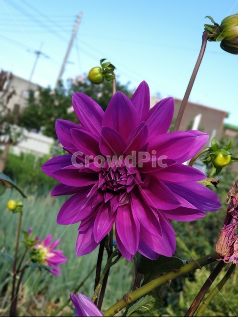 달리아,꽃,flower,blossom,식물,plant,식물,자연,plants,nature,꽃,flower