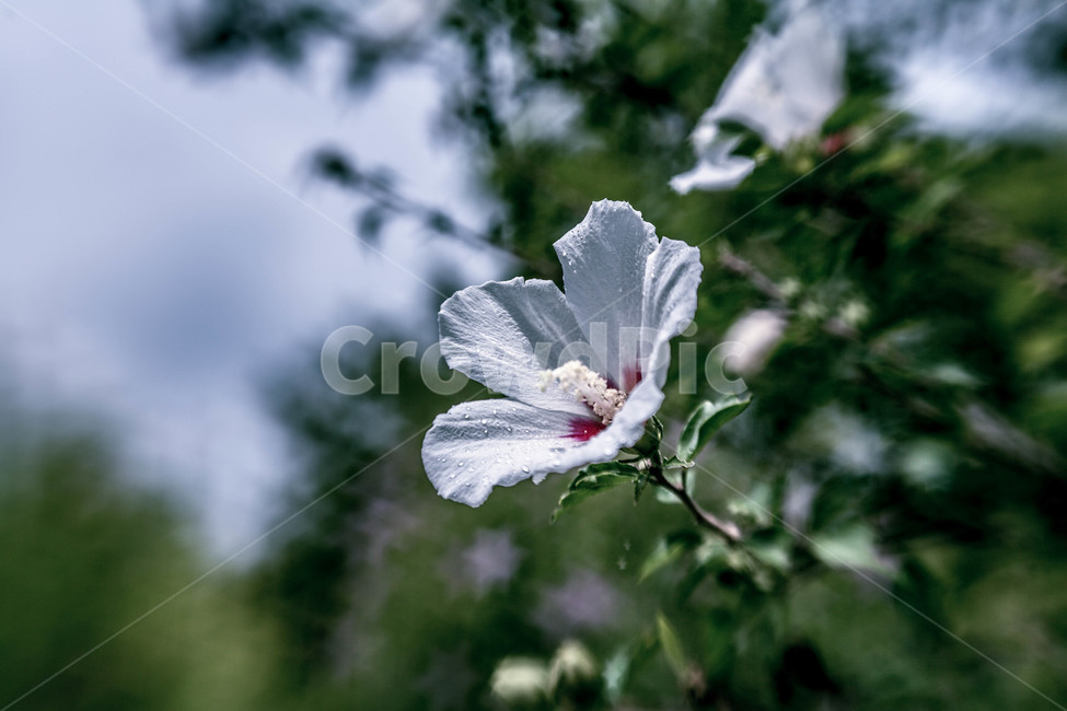 무궁화,flower,식물,자연,국화,쌍떡잎식물
