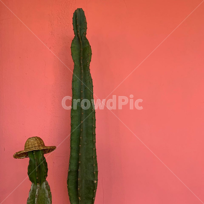 색감,선인장,식물,감성,핑크,실내용화초,화분,화초,house plant