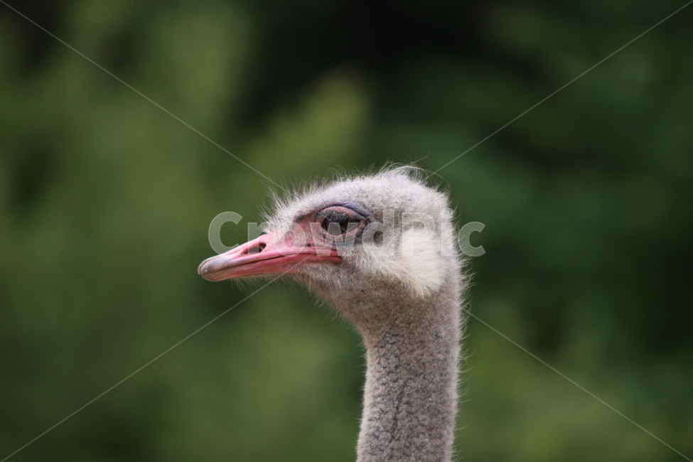 타조,동물,새,동물원,머리,동물,animal,조류,새,birds