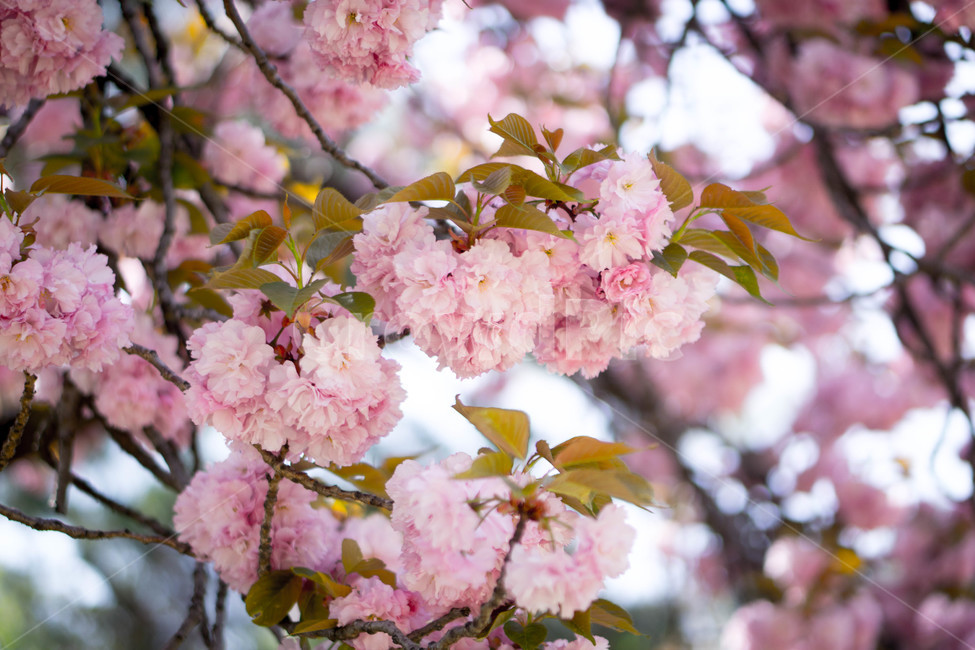 겹벚꽃,왕벚꽃,핑크,봄,하늘,풍경,계절,spring,season,식물,자연,plants,nature,꽃,flower,보라매공원,봄,계절,spring,season,식물,자연,plants,nature,꽃,flower,plant,blossom,cherry blossom,벚꽃