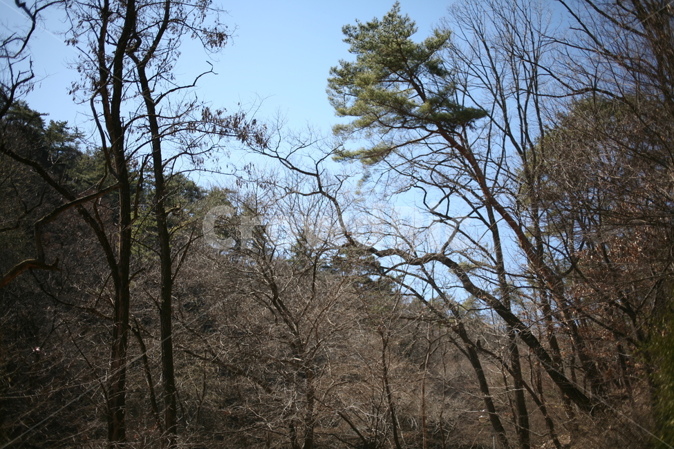식물,나무,산,북한산,mountain,tree