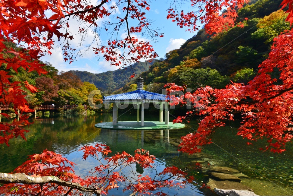 nature,자연,outdoors,옥외,landscape,경치,scenery,풍경,leaf,잎,tree,나무,maple,단풍,정읍,내장사,우화정,우화정단풍,우화정추색,내장사단풍