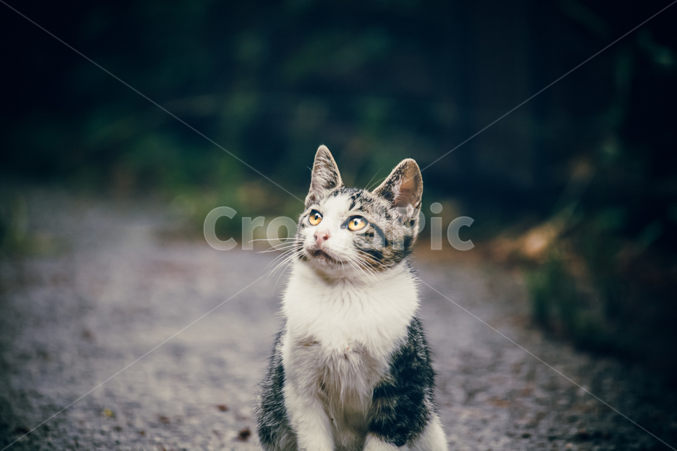 고양이,길냥이,캣,귀여운,예쁜,길고양이,숩,산책,우연히,동물,animal,포유류,mammal,고양이,cat,kitten,kitty,감성,sensible,feeling