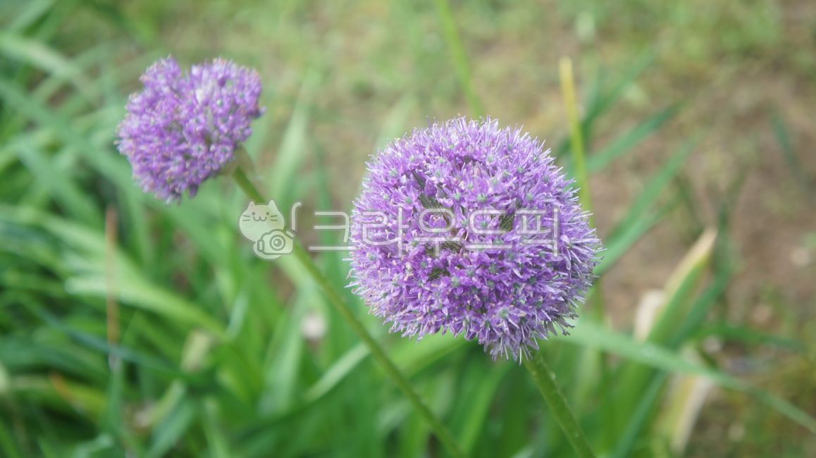plant,allium,flower,꽃,식물,일리움,보라색,purple
