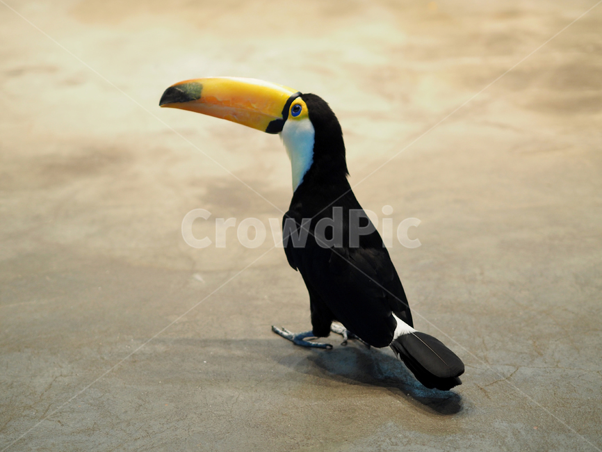 새,조류,투칸,토코투칸,큰부리새,동물원,animal,bird,birds,tocotoucan,큰부리,부리,검은새,동물,animal,조류,새,birds
