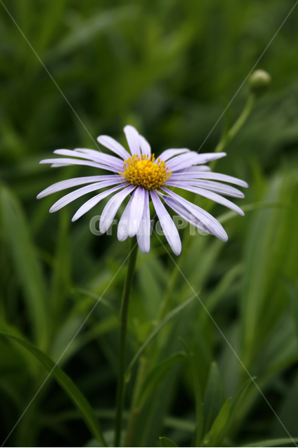 벌개미취,식물,flower,plants,nature,꽃,꽃봉오리,식물,자연,plants,nature,꽃,flower