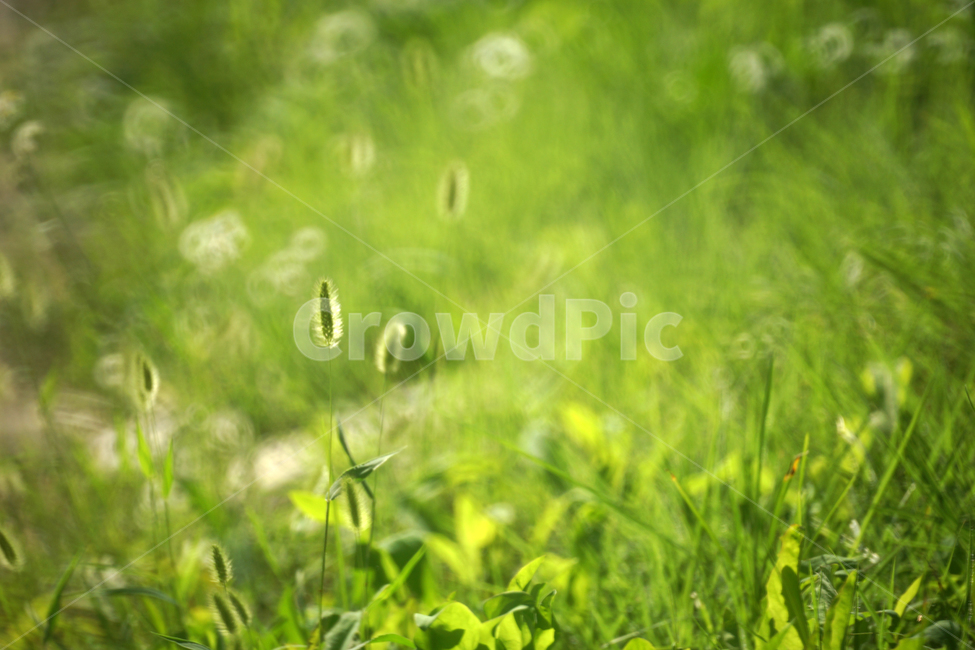 강아지풀,풀,녹음,계절,여름,잡초,자연,그린,식물,자연,plants,nature