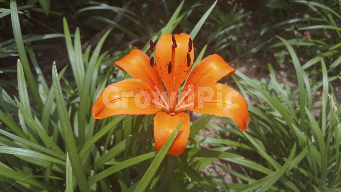 백합,릴리,들꽃,야생화,자연,식물,주황색,풀,주황색꽃,주황색백합,화단,lily,orange,orangeflower,orangelily,wildflower,plants,nature,flowerbackground,flower,flowergarden,weeds
