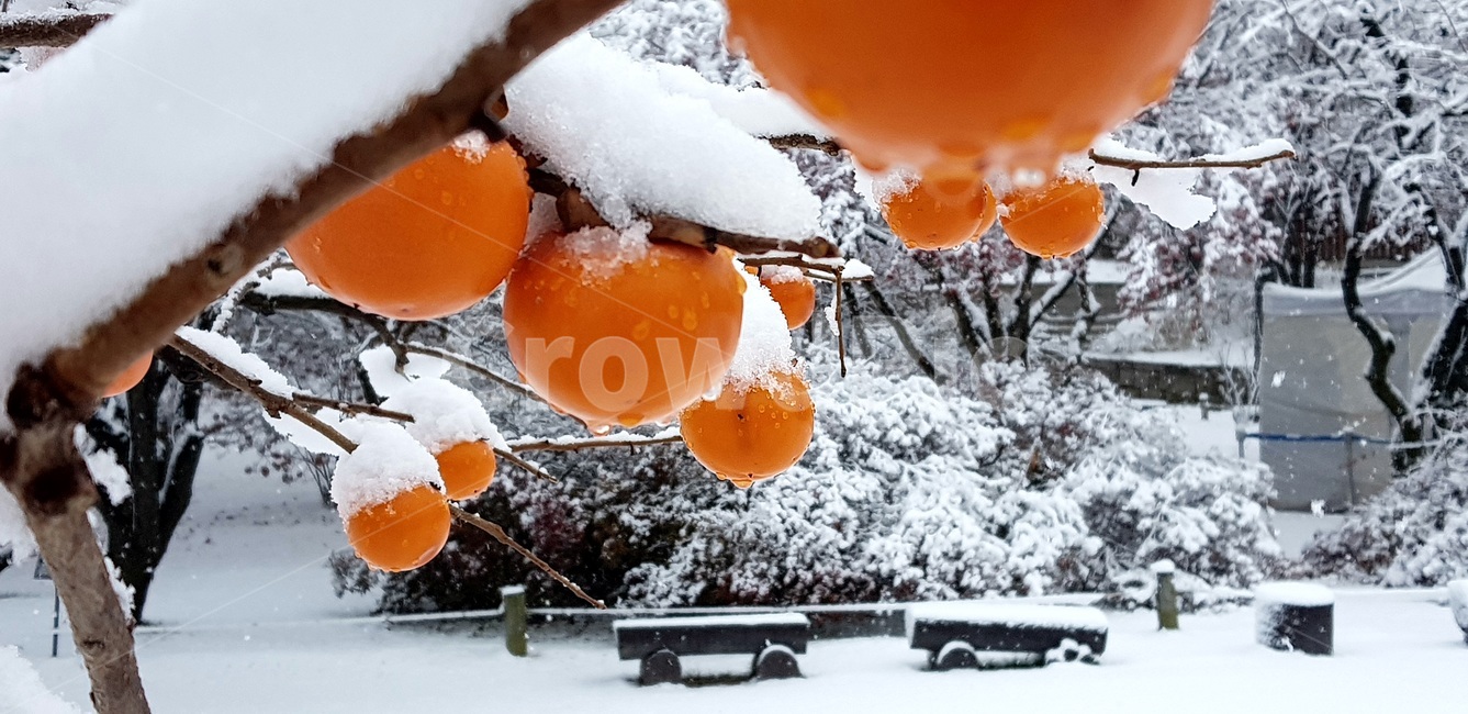 첫눈,창덕궁,낙선재,홍시,firstsnow,changdeokgung,redripepersimmon,softpersimmon,persimmon,changdeokgungnakseonjae,nakseonjae,겨울,계절,winter,season,식물,자연,plants,nature,과일,열매,fruit