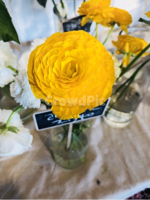 꽃,화분,계절,봄,감성
